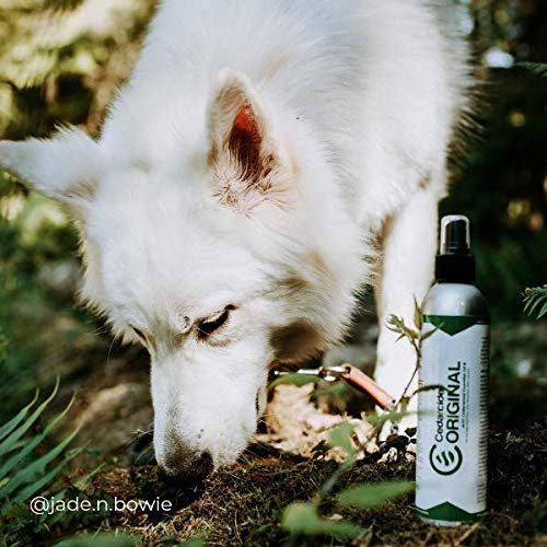 Cedarcide Indoor/Outdoor Kit (Medium) Contains Original Biting Insect Spray Quart + PCO Choice Cedar Oil Concentrate Lawn Bug Spray Kills and Repels Fleas, Ticks, Ants, Mites, and Mosquitoes