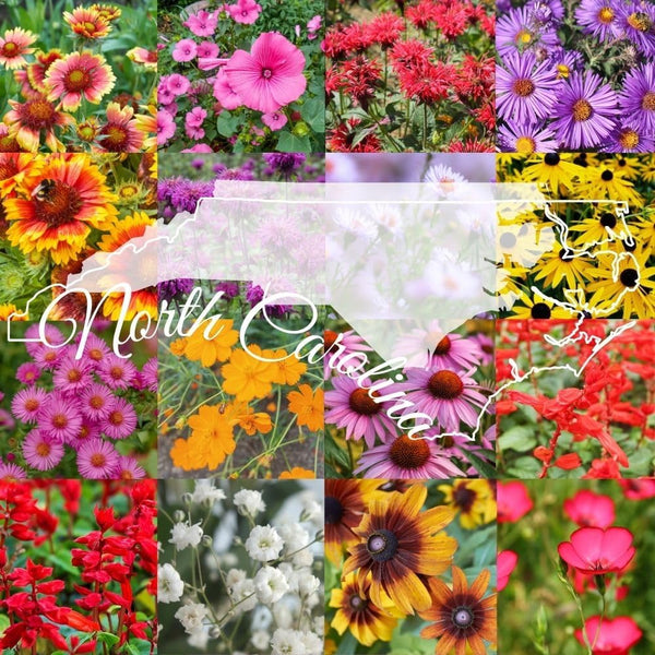 North Carolina Bulk Perennial Wildflower Seed Mix 1lb Covers 2,000sq-ft - Attract Pollinators, Multi-Color Blooms - Southeast US Species Plant in Spring/Fall, Earth-Friendly Packaging (1 Pound)