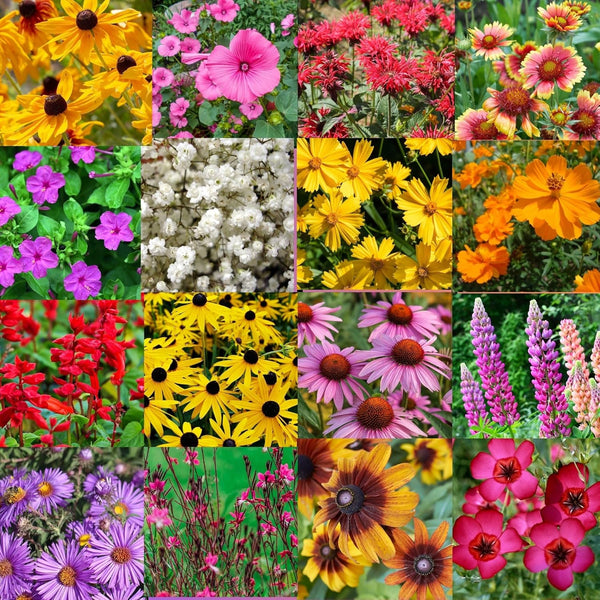 North Carolina Bulk Perennial Wildflower Seed Mix 1lb Covers 2,000sq-ft - Attract Pollinators, Multi-Color Blooms - Southeast US Species Plant in Spring/Fall, Earth-Friendly Packaging (1 Pound)